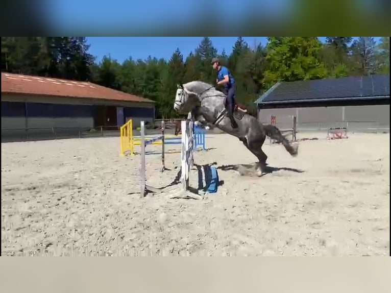 Holsteiner Hengst 6 Jahre 178 cm Schimmel in Gadow