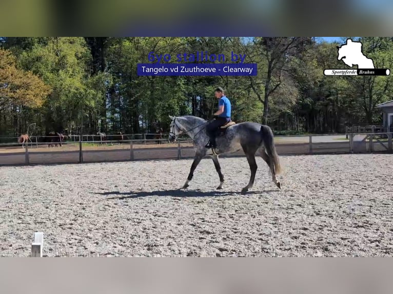 Holsteiner Hengst 6 Jahre 178 cm Schimmel in Gadow