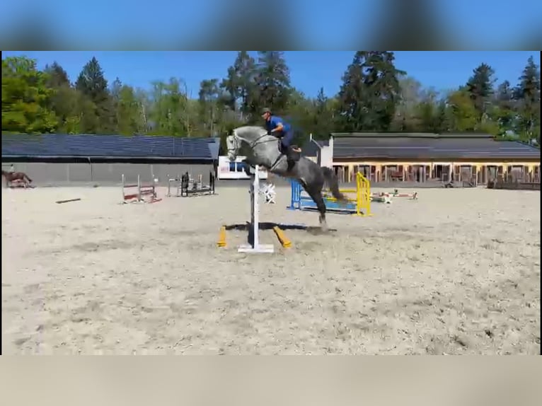 Holsteiner Hengst 6 Jahre 178 cm Schimmel in Gadow