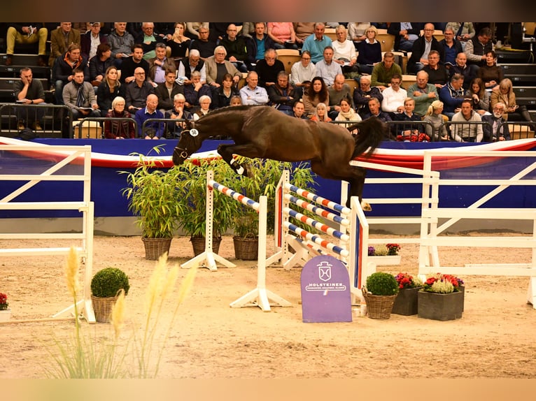 Holsteiner Hengst 7 Jaar 167 cm Donkerbruin in Pronstorf