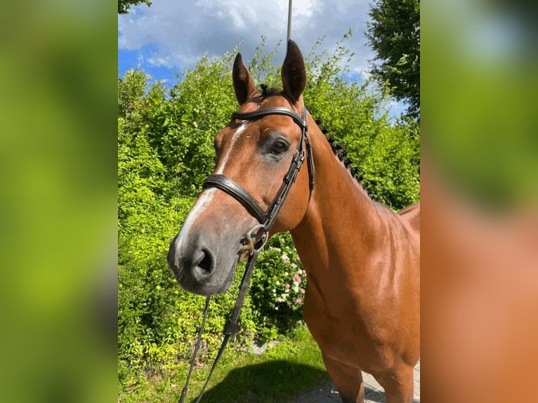 Holsteiner Hengst 7 Jaar 168 cm Bruin in Warstein