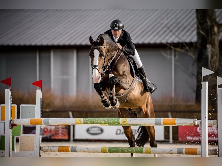 Holsteiner Hengst 8 Jaar 173 cm Bruin in Branica