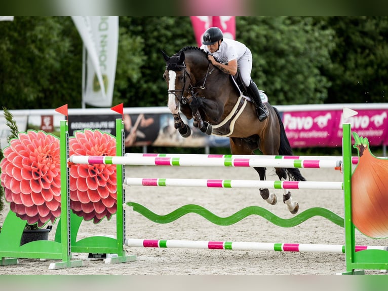 Holsteiner Hengst 8 Jahre 173 cm Brauner in Branica