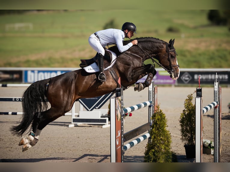 Holsteiner Hengst 8 Jahre 173 cm Brauner in Branica