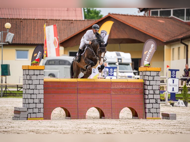 Holsteiner Hengst 8 Jahre 173 cm Brauner in Branica
