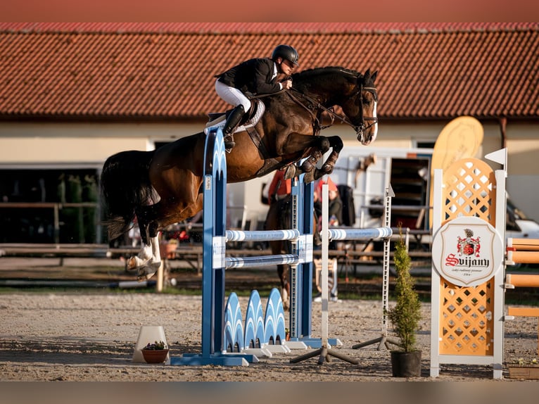 Holsteiner Hengst 8 Jahre 173 cm Brauner in Branica