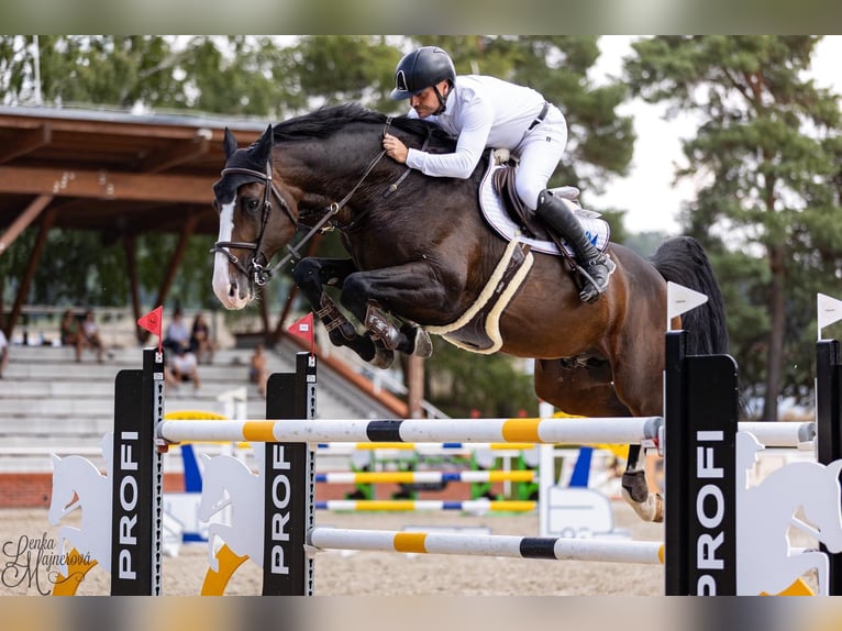 Holsteiner Hengst 8 Jahre 173 cm Brauner in Branica