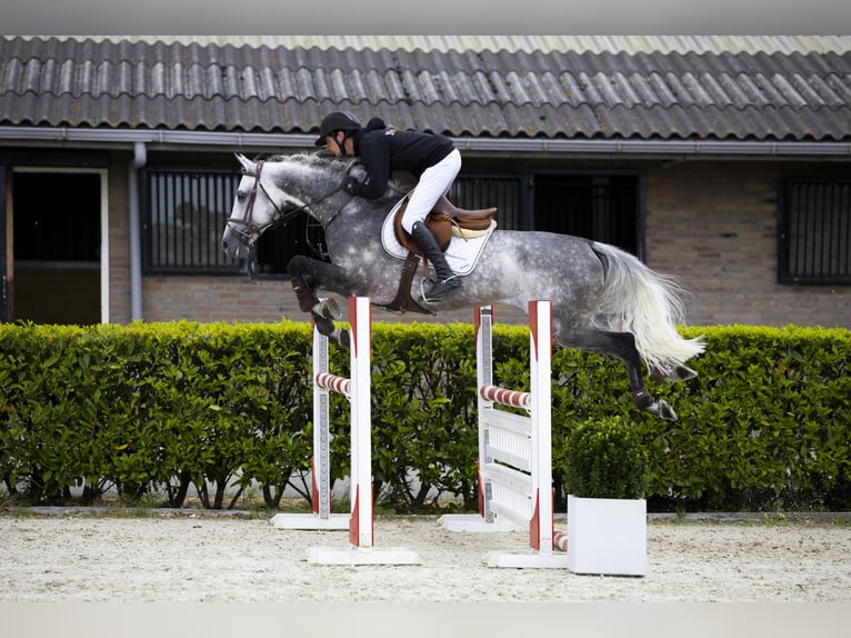 Holsteiner Hengst 9 Jaar 164 cm Schimmel in Waddinxveen