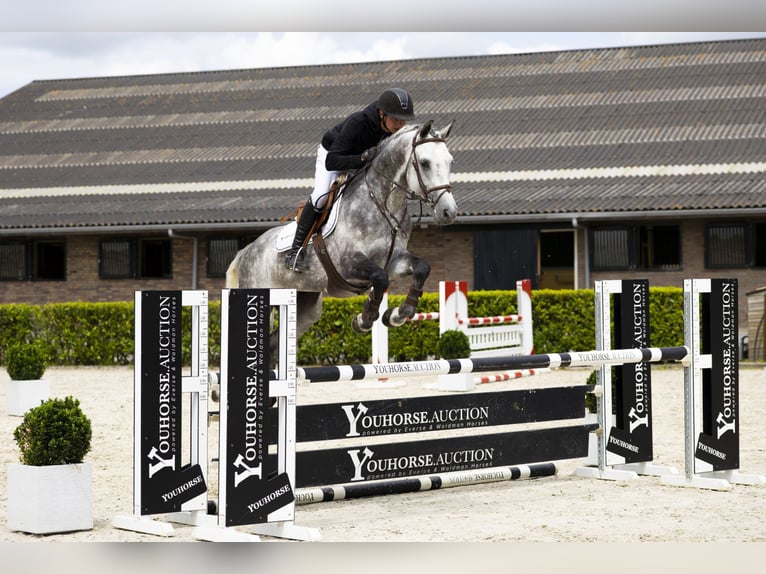 Holsteiner Hengst 9 Jaar 164 cm Schimmel in Waddinxveen