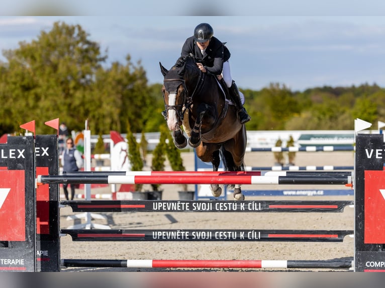 Holsteiner Hengst 9 Jaar 173 cm Bruin in Branica