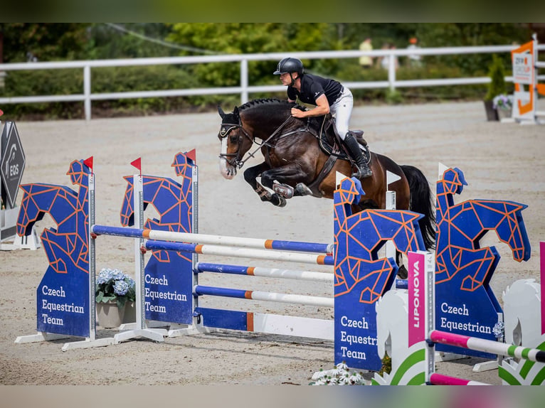 Holsteiner Hengst 9 Jaar 173 cm Bruin in Branica