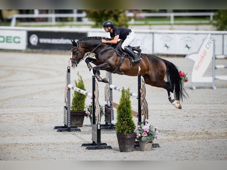 Holsteiner Hengst 9 Jaar 173 cm Bruin in Branica