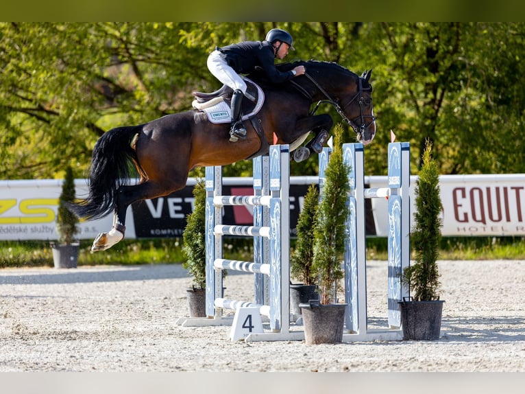Holsteiner Hengst 9 Jaar 173 cm Bruin in Branica