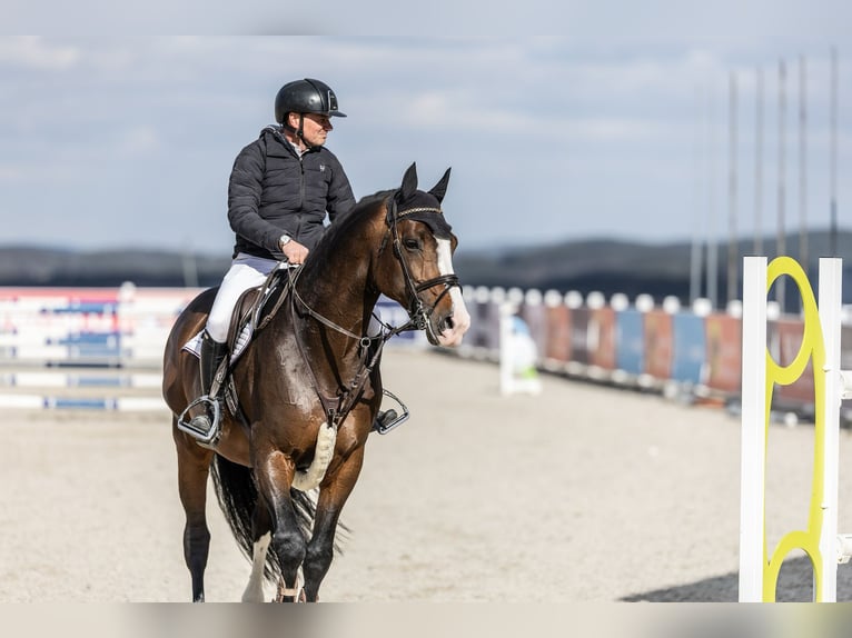 Holsteiner Hengst 9 Jaar 173 cm Bruin in Branica