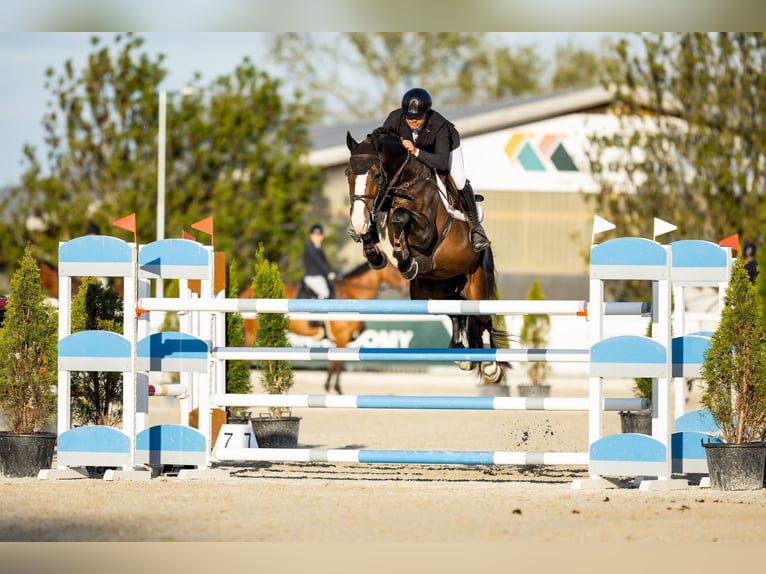 Holsteiner Hengst 9 Jaar 173 cm Bruin in Branica