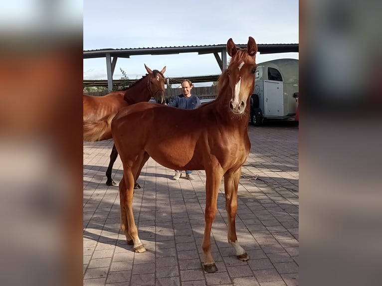 Holsteiner Hengst 9 Jaar 174 cm in Neuried