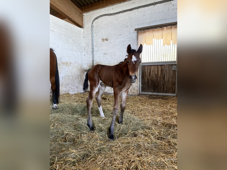 Holsteiner Hengst 9 Jaar 174 cm in Neuried