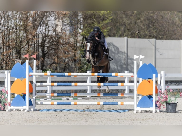 Holsteiner Hengst 9 Jahre 173 cm Brauner in Branica