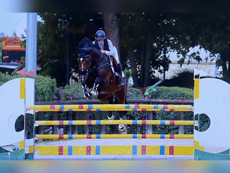 Holsteiner Hengst 9 Jahre 174 cm in Neuried