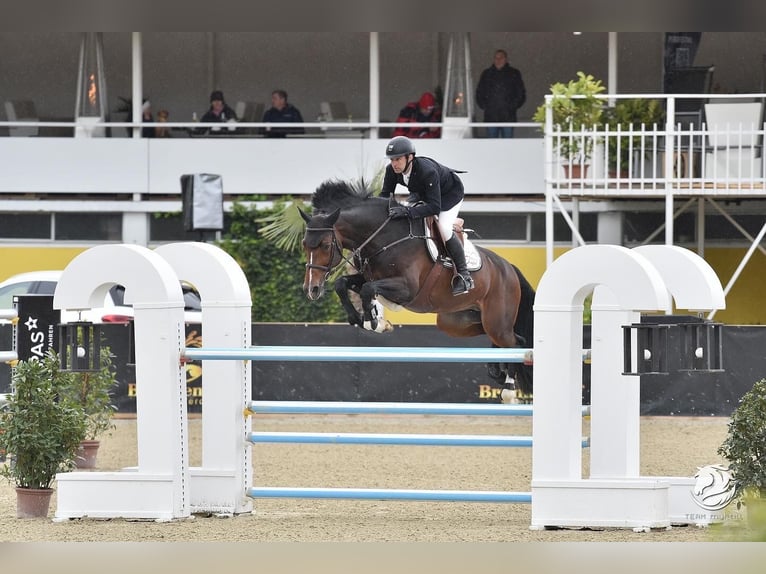 Holsteiner Hengst 9 Jahre 174 cm in Neuried