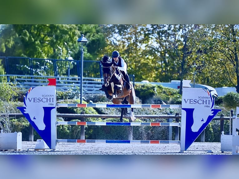 Holsteiner Hengst 9 Jahre 174 cm in Neuried