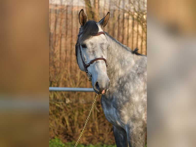 Holsteiner Hengst Apfelschimmel in Geilenkirchen