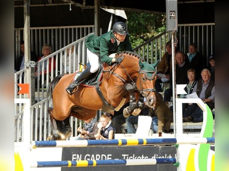 Holsteiner Hengst Bruin in Amt Creuzburg