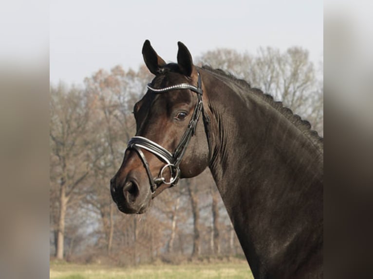 Holsteiner Hengst Bruin in Löningen