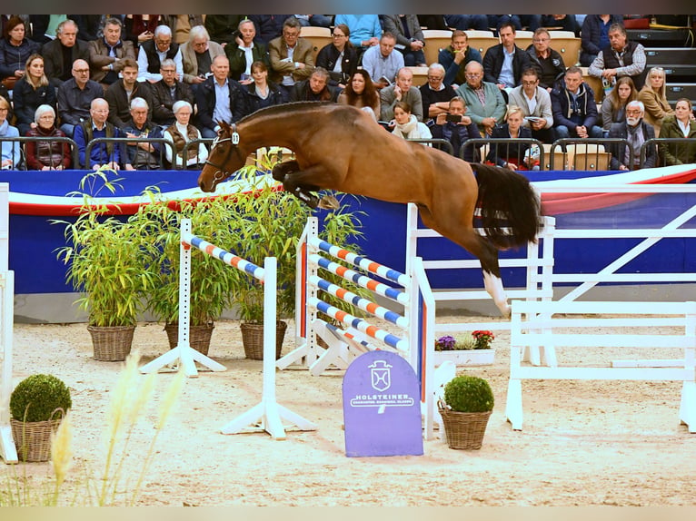 Holsteiner Hengst Bruin in Celle