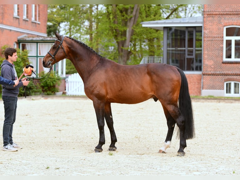 Holsteiner Hengst Bruin in Klein Offenseth-Sparrieshoop