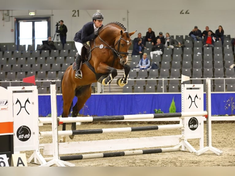 Holsteiner Hengst Bruin in Löningen