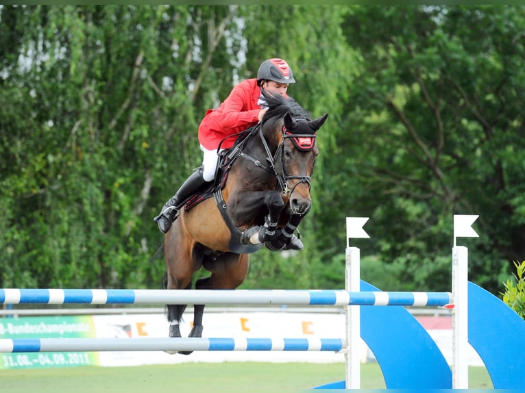 Holsteiner Hengst Bruin in Löningen