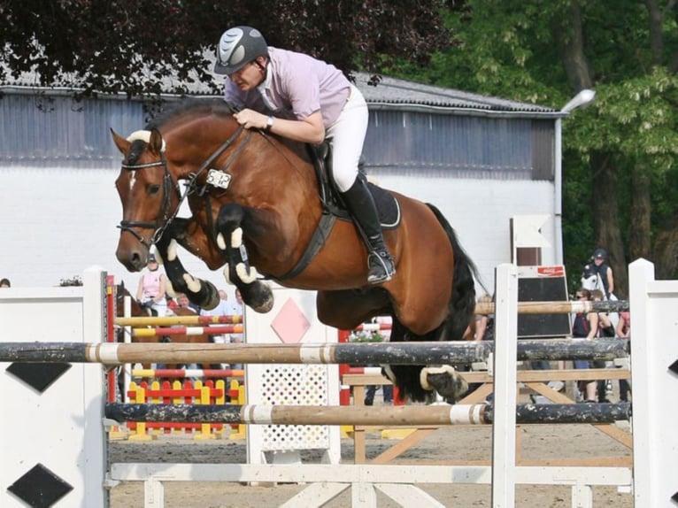 Holsteiner Hengst Bruin in Marl