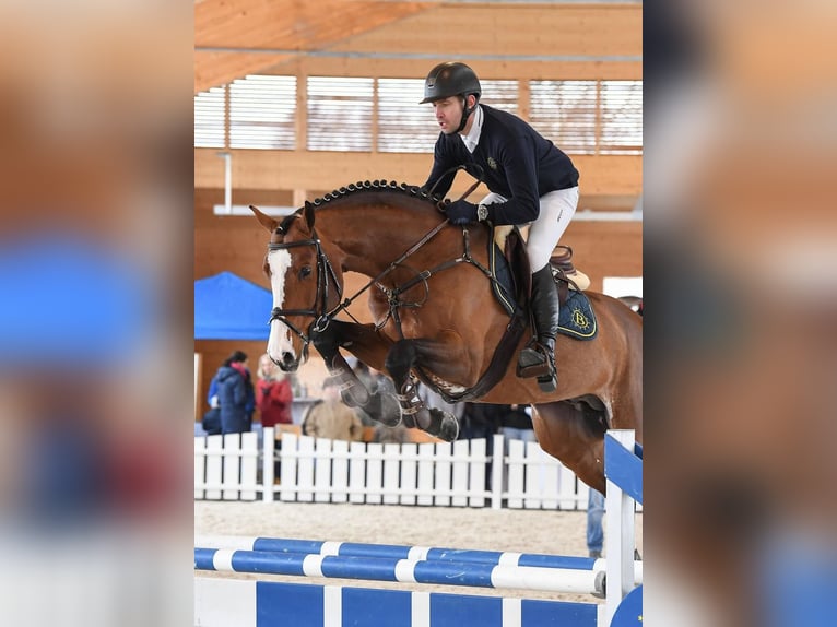 Holsteiner Hengst Bruin in Pfarrkirchen