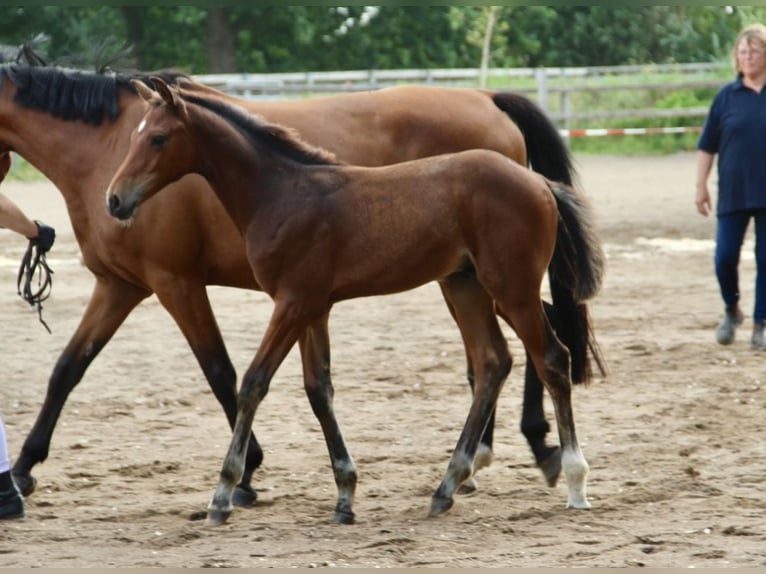 Holsteiner Hengst Fohlen (05/2026) 164 cm Brauner in Seedorf