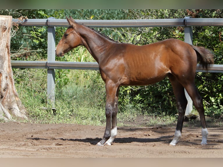 Holsteiner Hengst Fohlen (03/2026) 168 cm Brauner in Apen