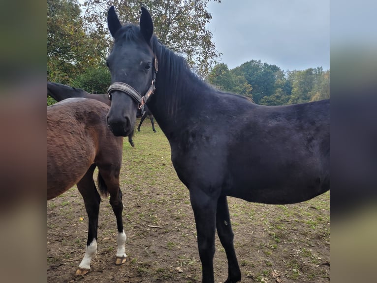 Holsteiner Hengst Fohlen (04/2024) 168 cm Dunkelbrauner in Klein Pampau