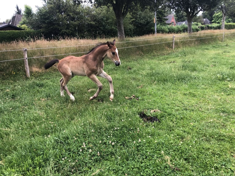 Holsteiner Hengst Fohlen (05/2026) 168 cm Dunkelbrauner in ArlewattHorstedt