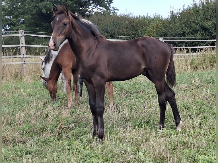 Holsteiner Hengst Fohlen (04/2026) 168 cm Dunkelbrauner in Pronstorf