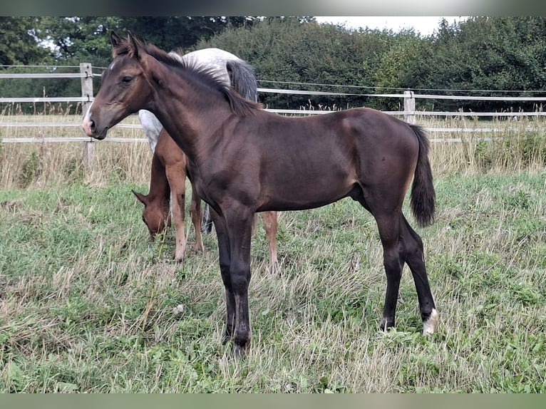 Holsteiner Hengst Fohlen (04/2026) 168 cm Dunkelbrauner in Pronstorf