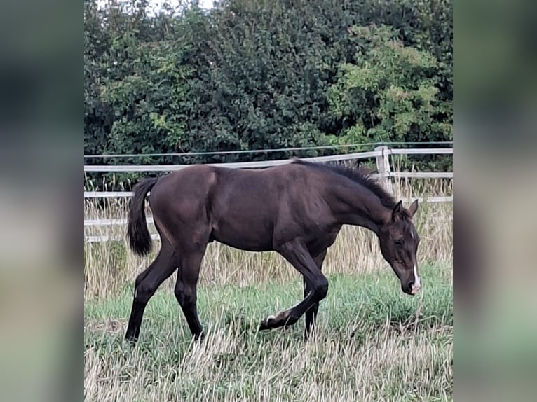 Holsteiner Hengst Fohlen (04/2026) 168 cm Dunkelbrauner in Pronstorf