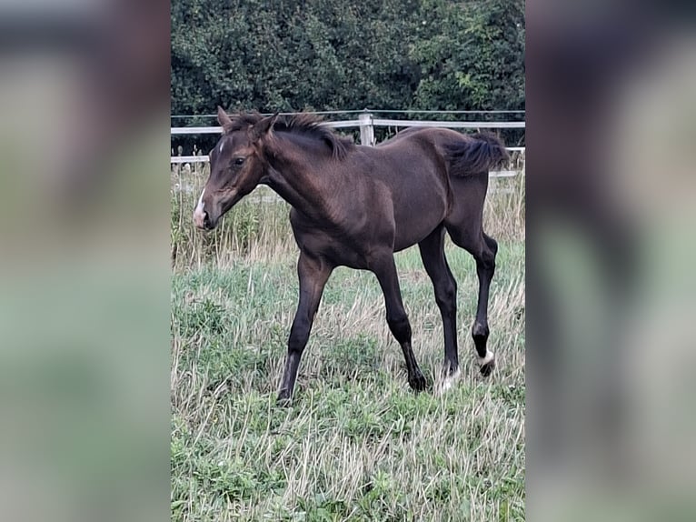 Holsteiner Hengst Fohlen (04/2026) 168 cm Dunkelbrauner in Pronstorf