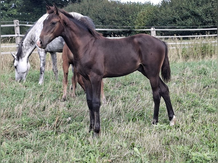 Holsteiner Hengst Fohlen (04/2026) 168 cm Dunkelbrauner in Pronstorf
