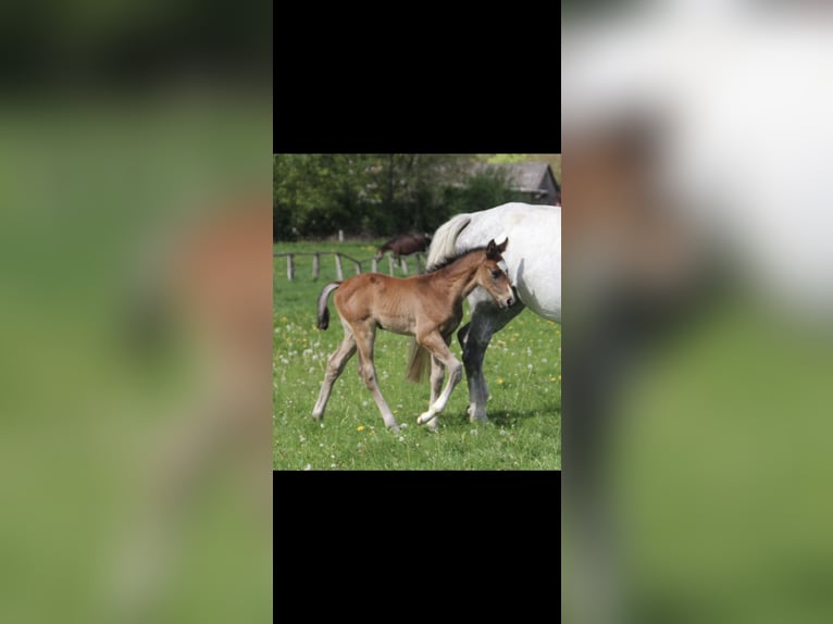 Holsteiner Hengst Fohlen (04/2026) 168 cm Kann Schimmel werden in Seedorf