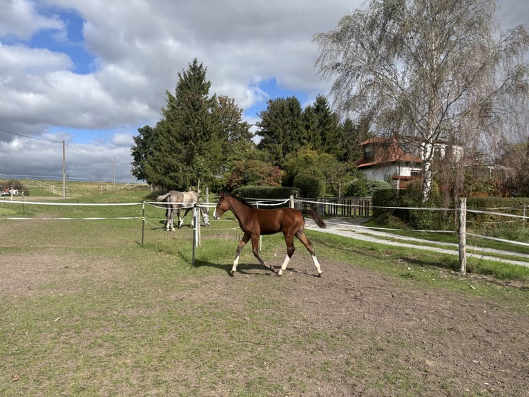 Holsteiner Hengst Fohlen (06/2026) 170 cm Brauner in Grabfeld
