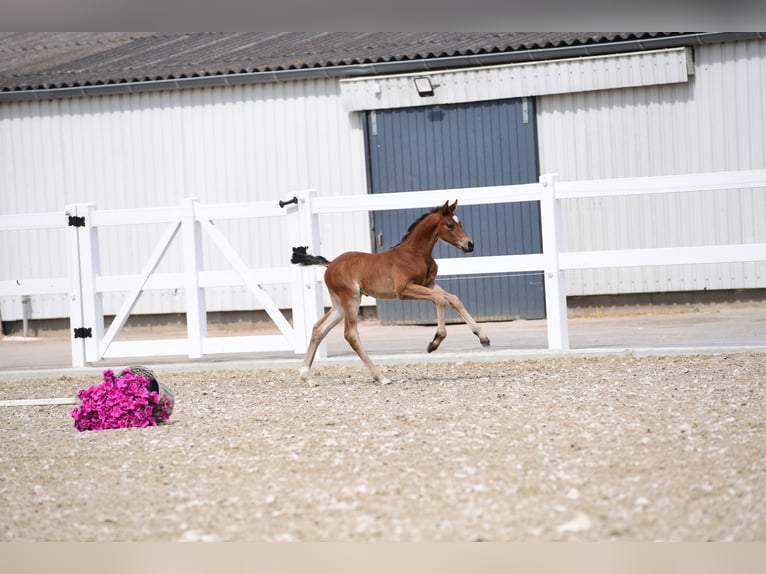 Holsteiner Hengst  170 cm Brauner in Granderheide