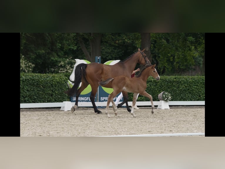 Holsteiner Hengst  170 cm Brauner in Wanderup
