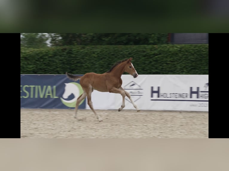 Holsteiner Hengst  170 cm Brauner in Wanderup