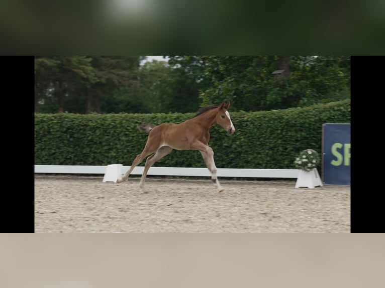 Holsteiner Hengst  170 cm Brauner in Wanderup