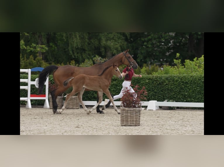 Holsteiner Hengst  170 cm Brauner in Wanderup